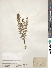 Scutellaria californica image