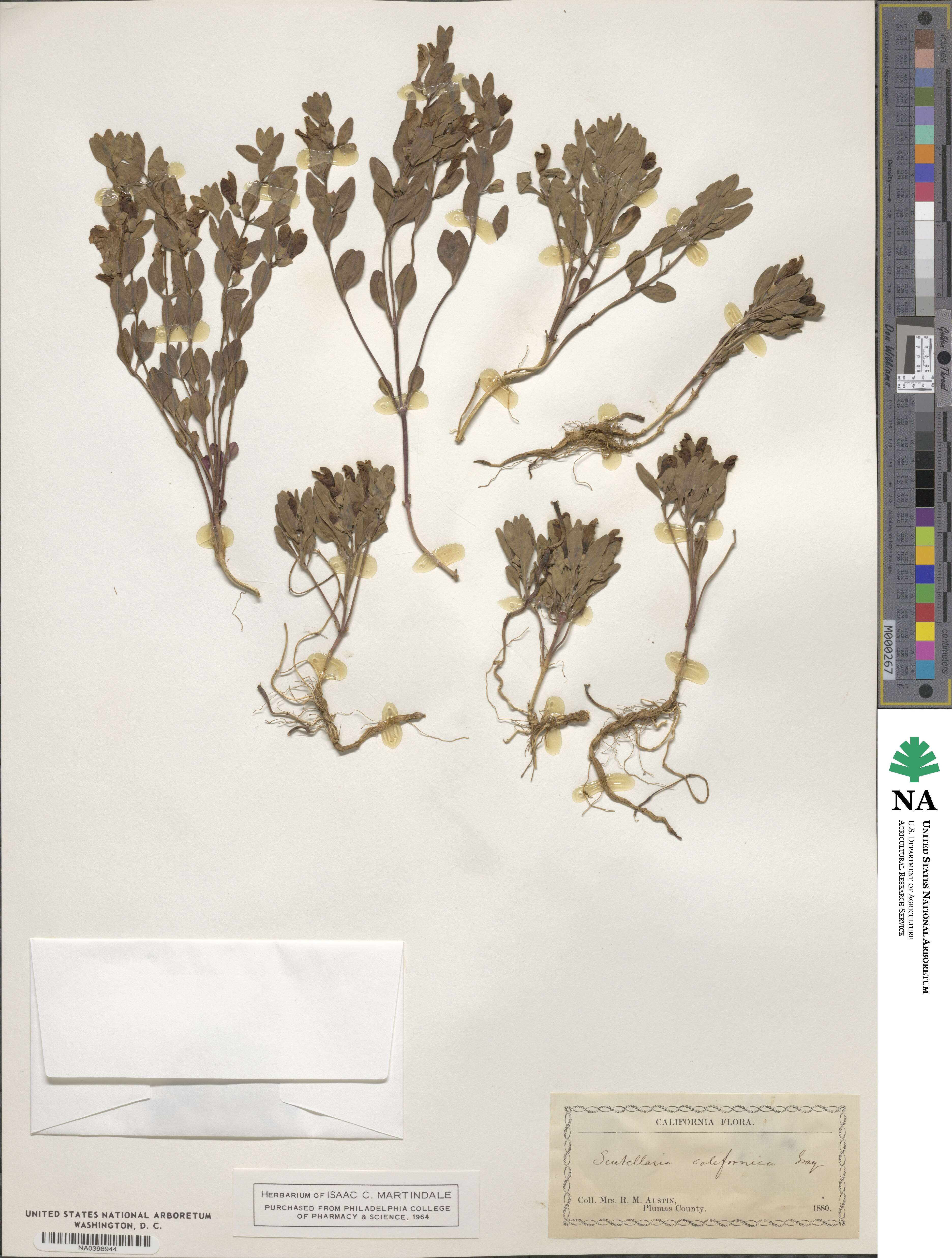 Scutellaria californica image
