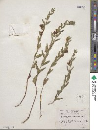 Scutellaria californica image