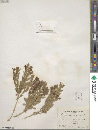 Scutellaria brittonii image