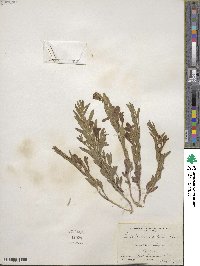 Scutellaria brittonii image