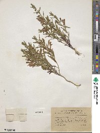 Scutellaria siphocampyloides image