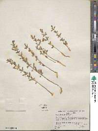 Scutellaria siphocampyloides image