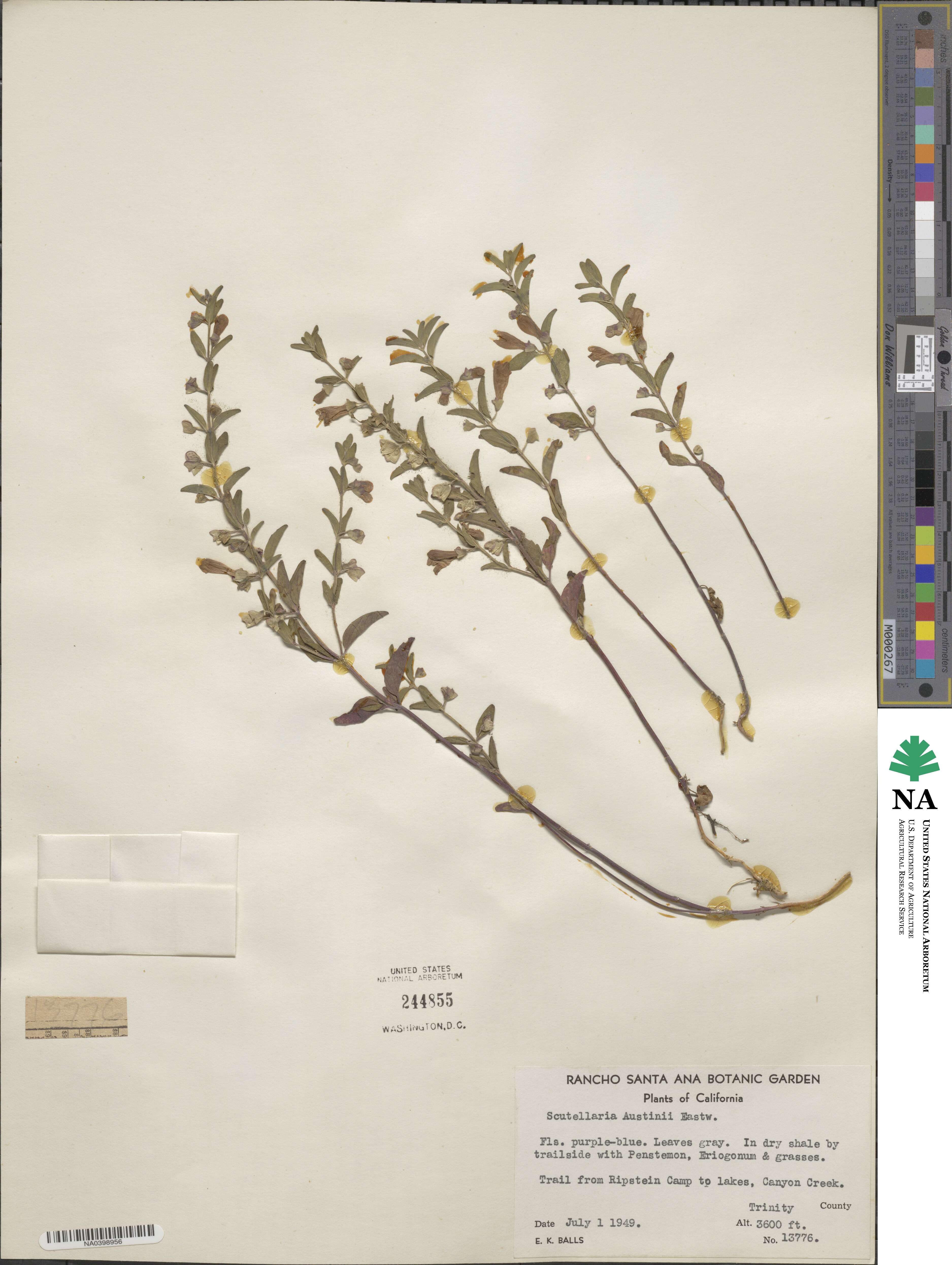 Scutellaria siphocampyloides image