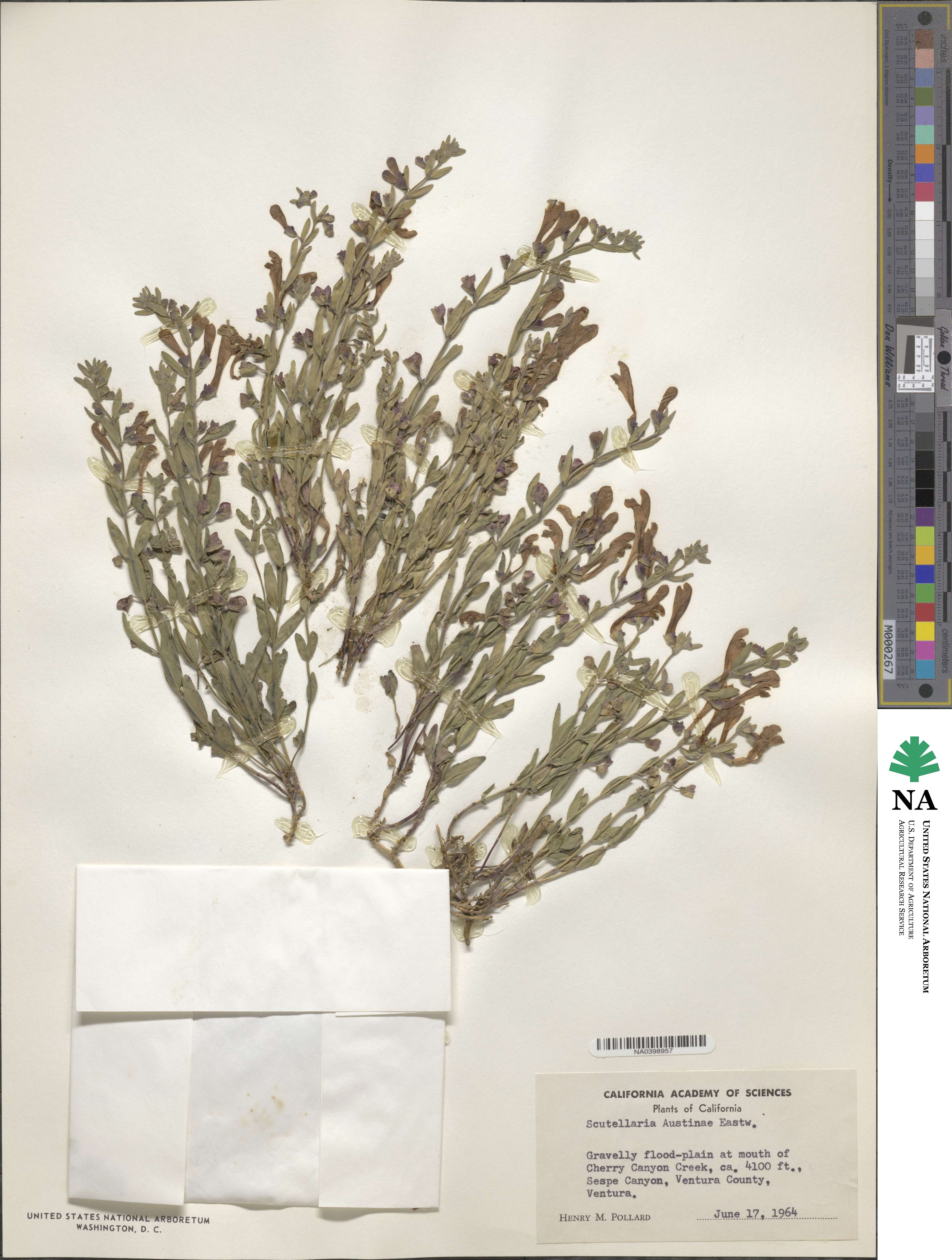 Scutellaria siphocampyloides image