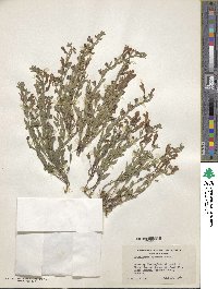 Scutellaria siphocampyloides image