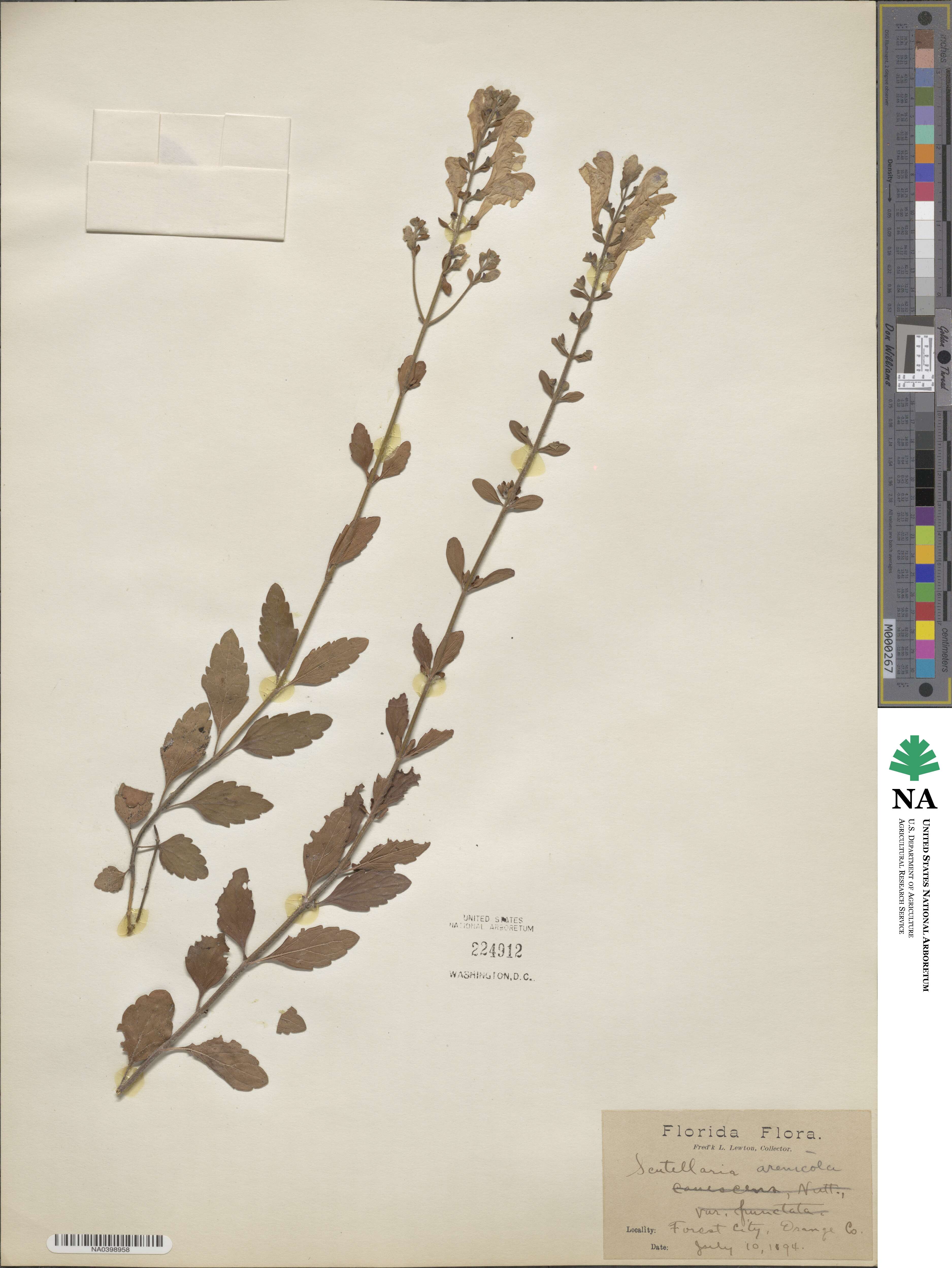 Scutellaria arenicola image