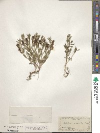 Image of Scutellaria antirrhinoides