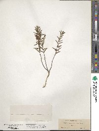 Scutellaria antirrhinoides image