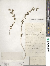 Scutellaria antirrhinoides image