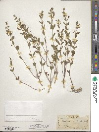 Scutellaria antirrhinoides image