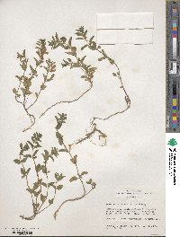 Scutellaria antirrhinoides image