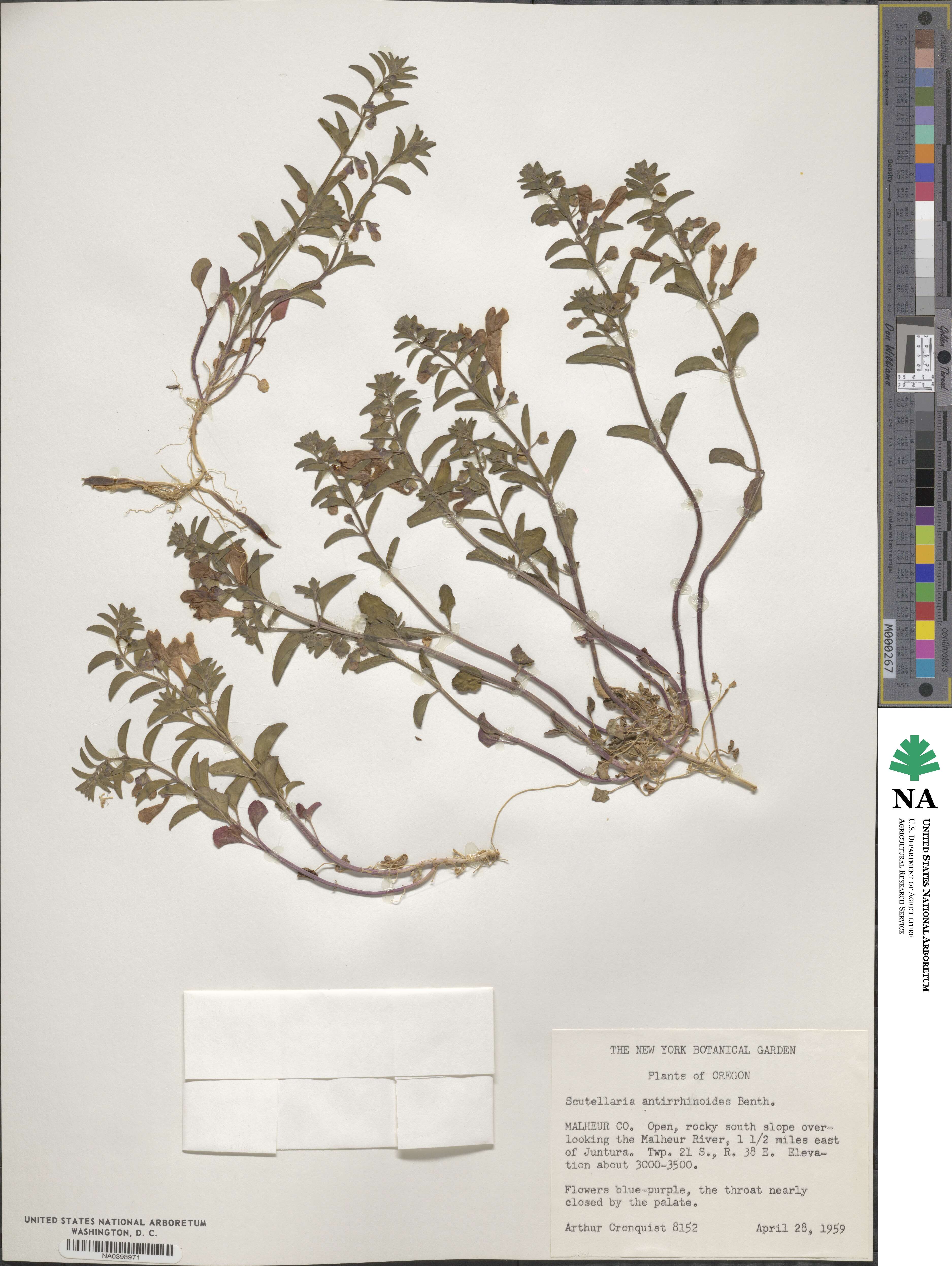 Scutellaria antirrhinoides image