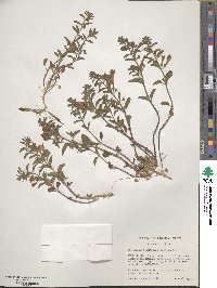 Scutellaria antirrhinoides image