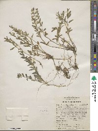 Scutellaria antirrhinoides image