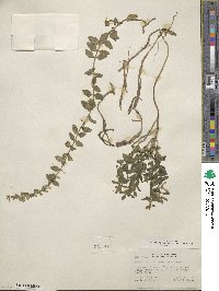 Scutellaria antirrhinoides image