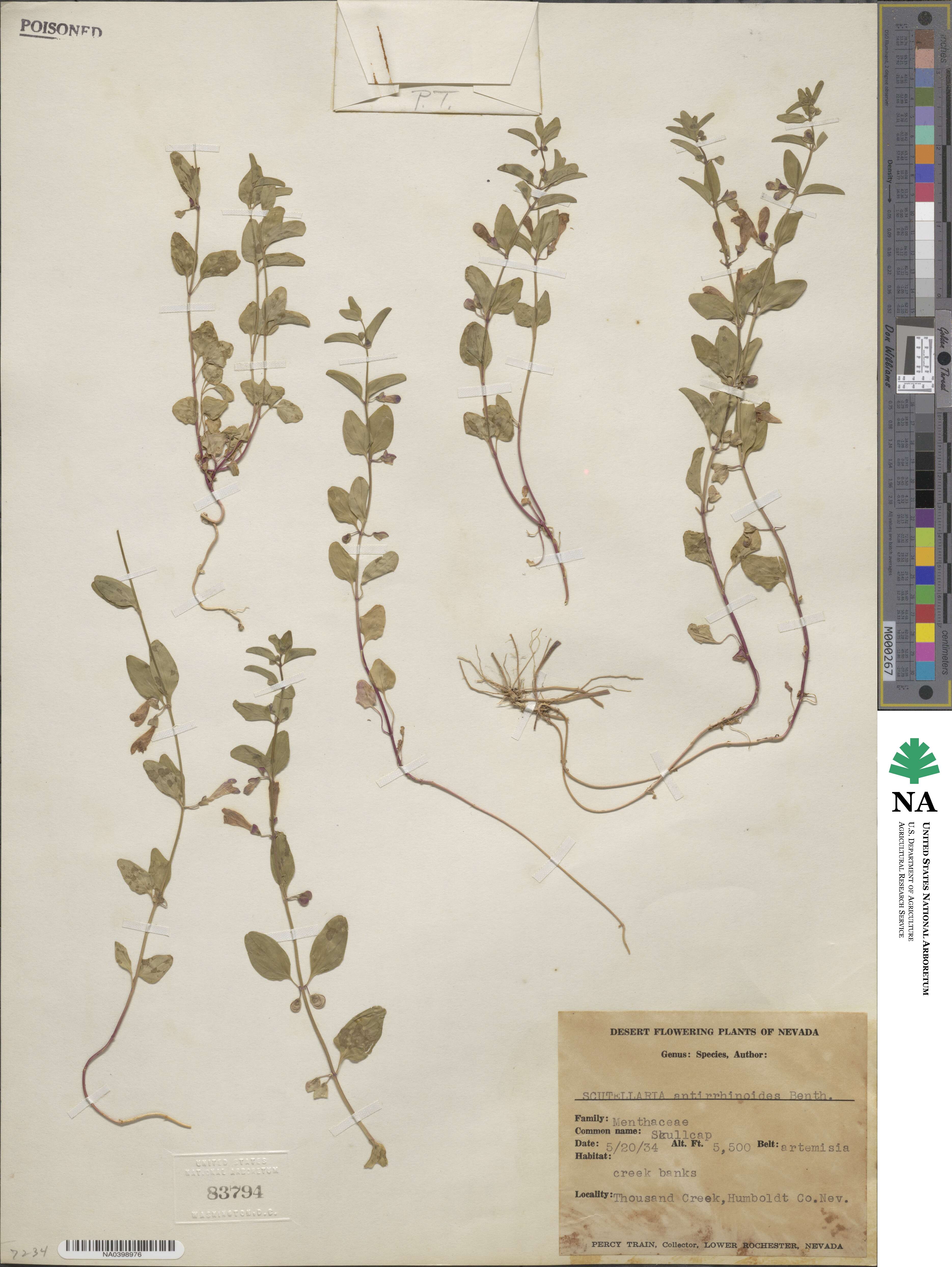 Scutellaria antirrhinoides image