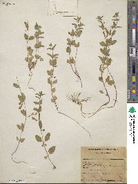 Scutellaria antirrhinoides image