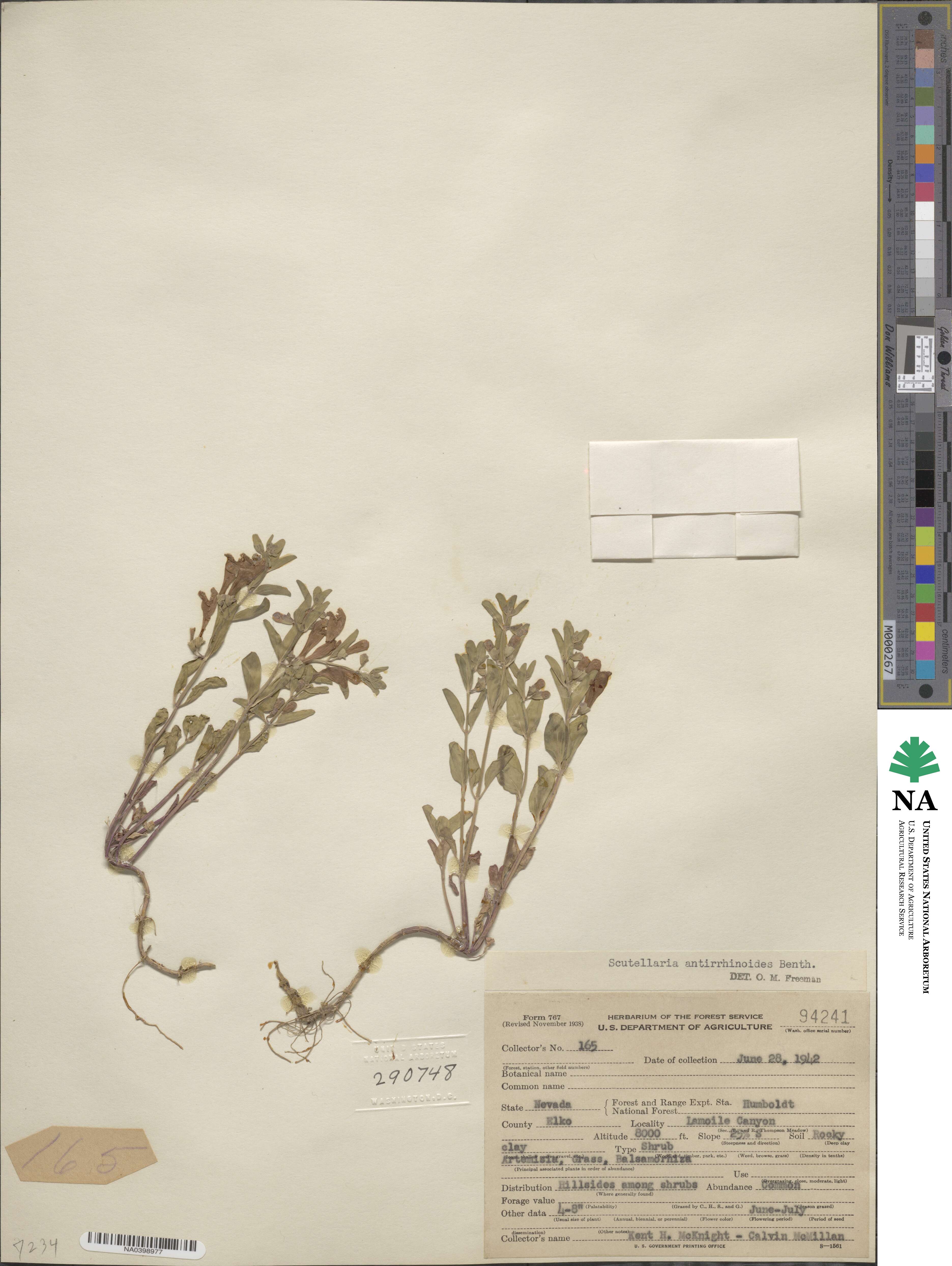 Scutellaria antirrhinoides image