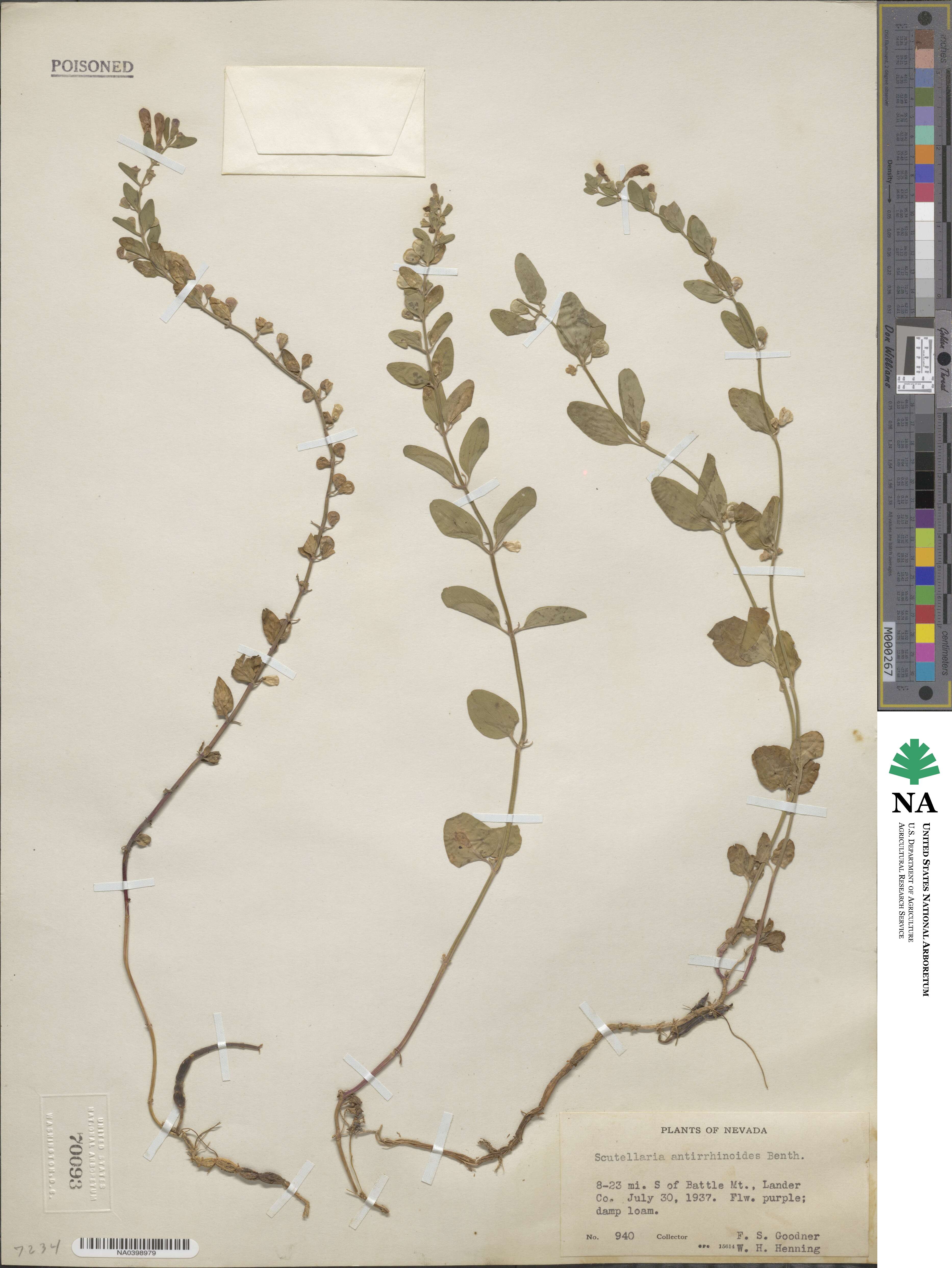 Scutellaria antirrhinoides image