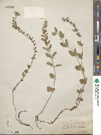 Scutellaria antirrhinoides image