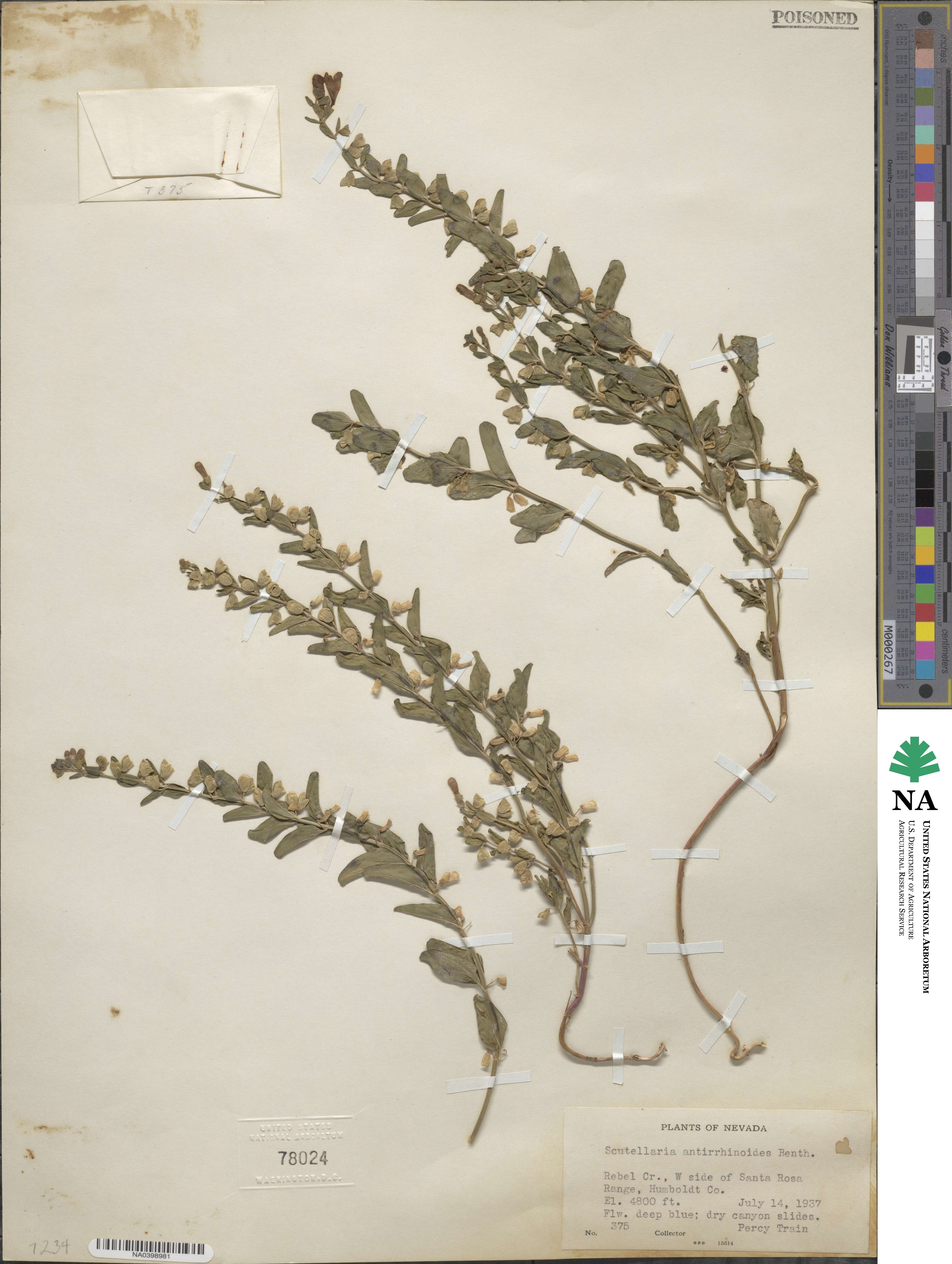 Scutellaria antirrhinoides image