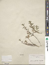 Scutellaria antirrhinoides image