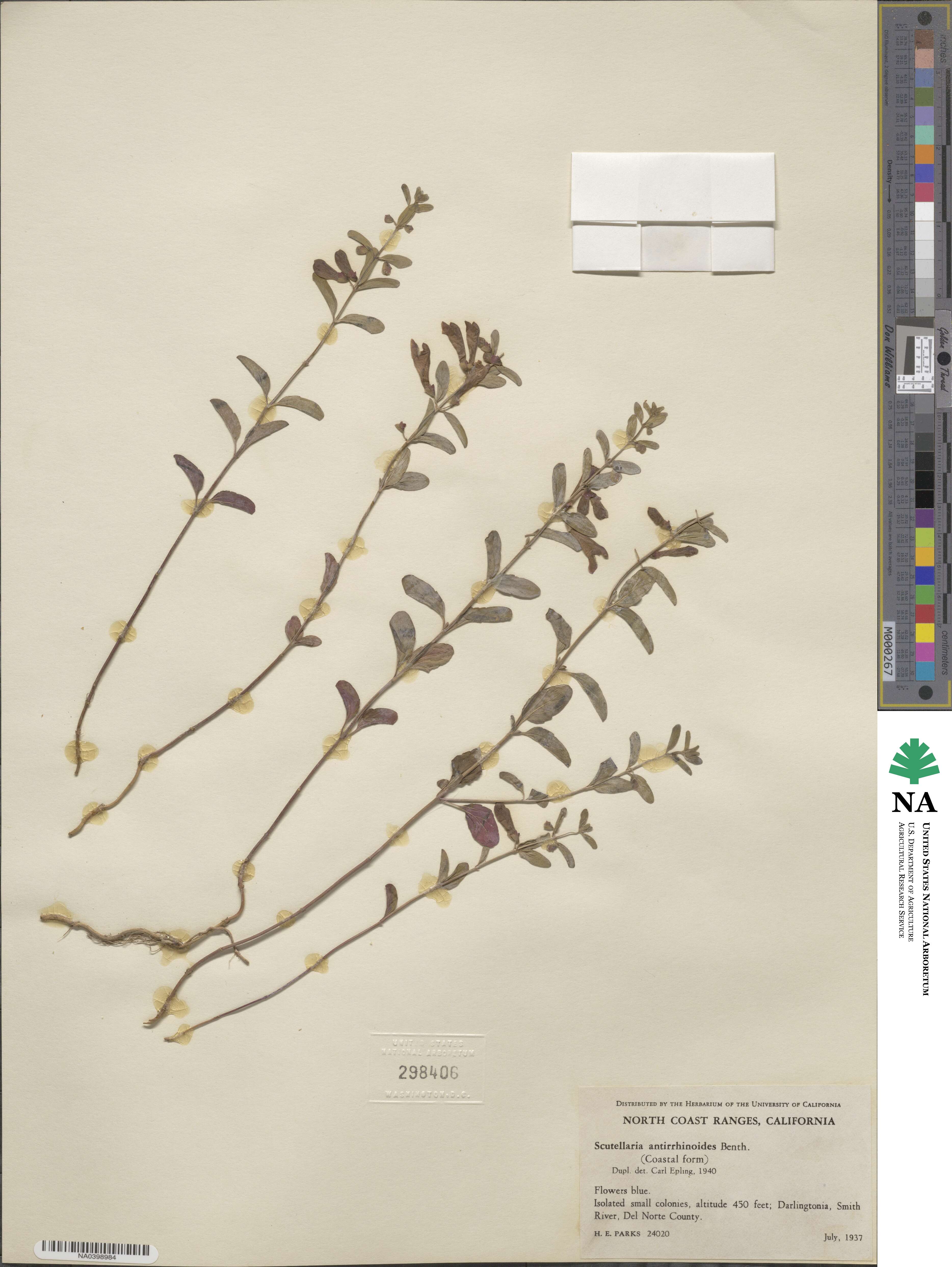 Scutellaria antirrhinoides image