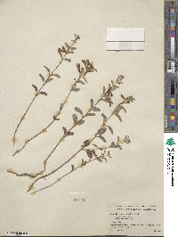 Scutellaria antirrhinoides image