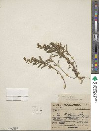 Scutellaria antirrhinoides image