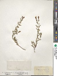 Scutellaria angustifolia image