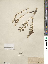 Scutellaria angustifolia image