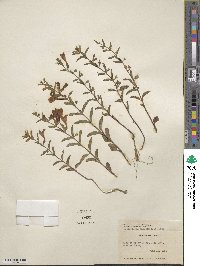 Scutellaria angustifolia image