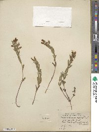 Scutellaria angustifolia image