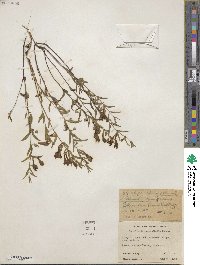 Scutellaria angustifolia image