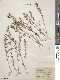 Scutellaria angustifolia image