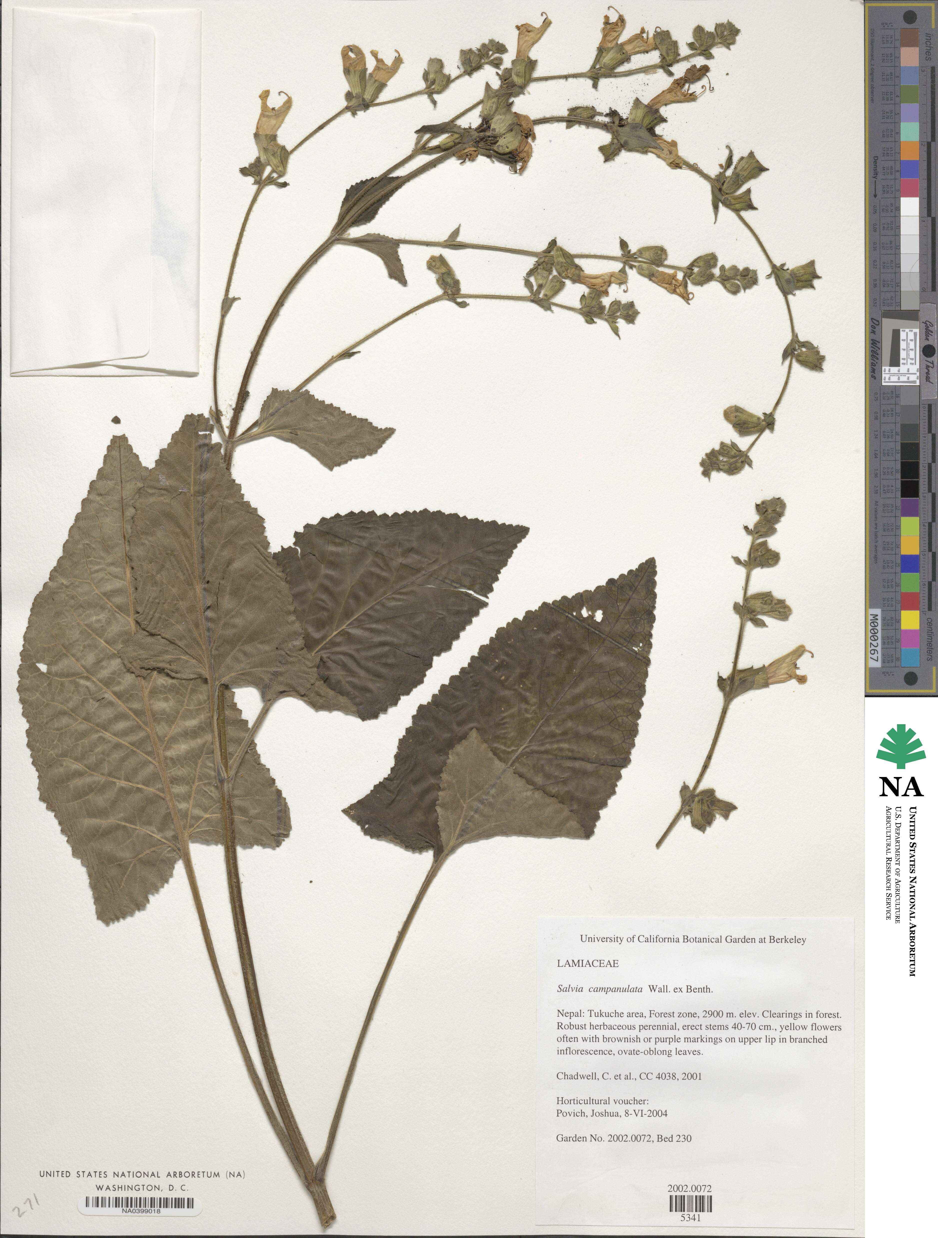 Salvia campanulata image
