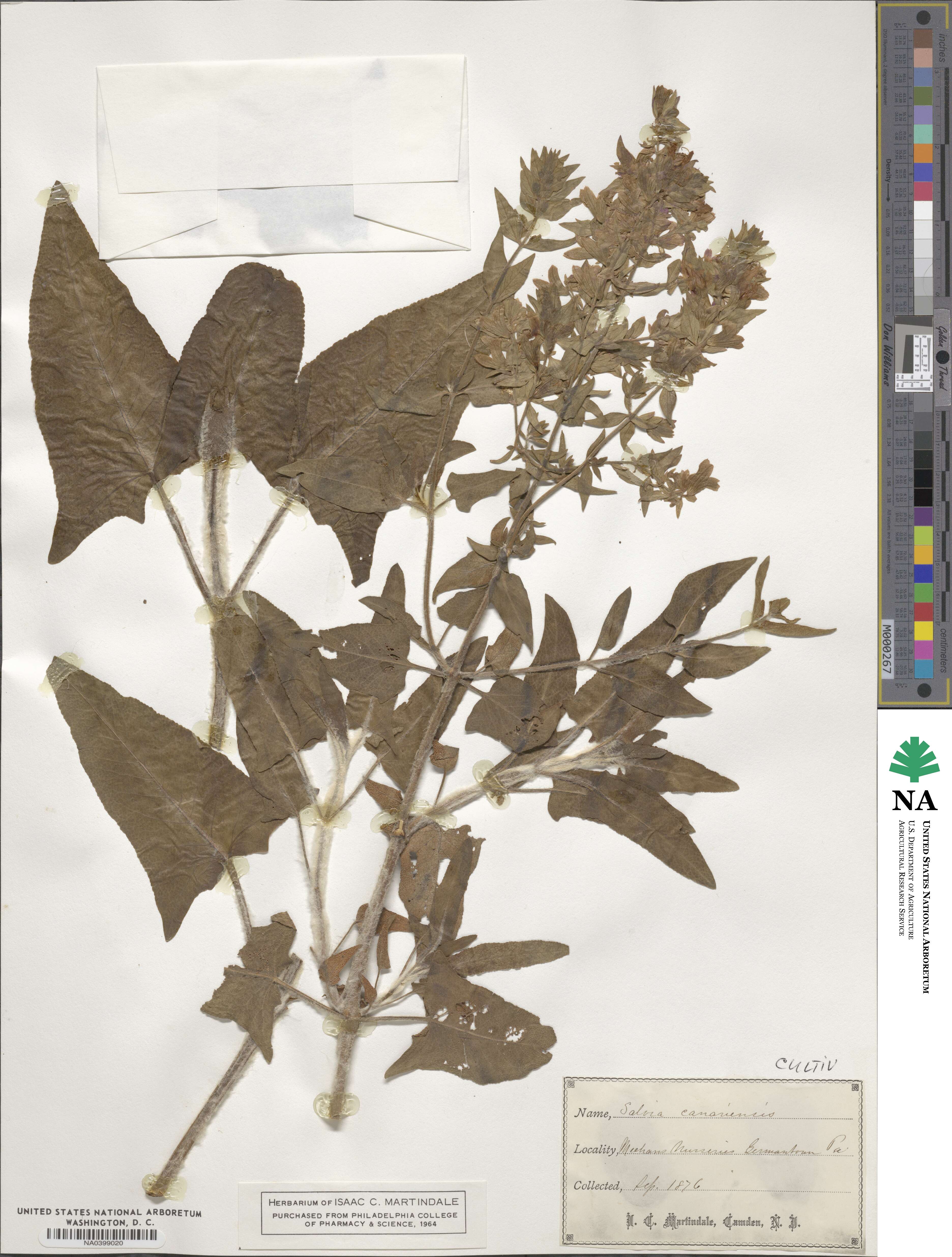 Salvia canariensis image