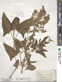 Salvia canariensis image