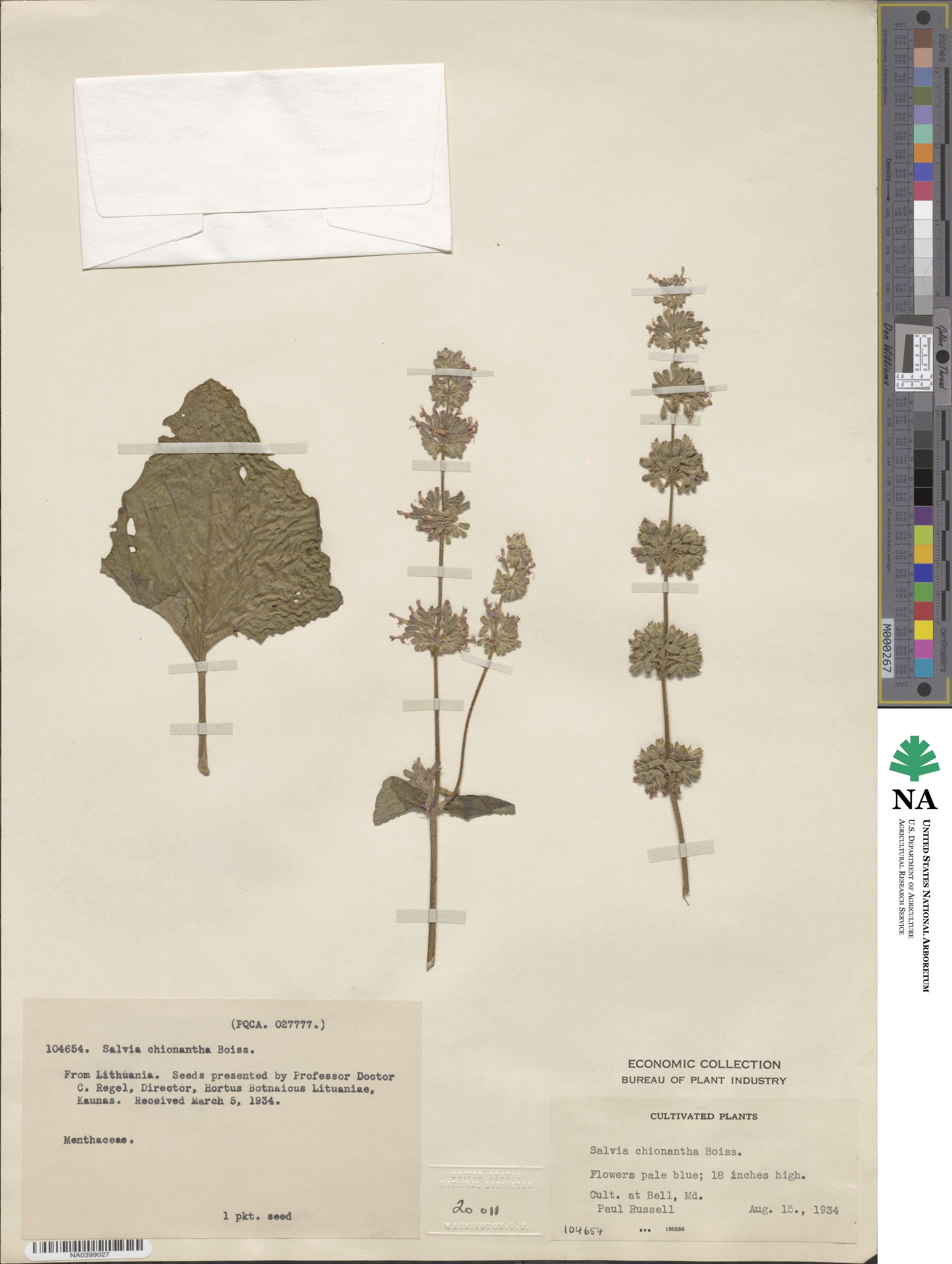 Salvia chionantha image
