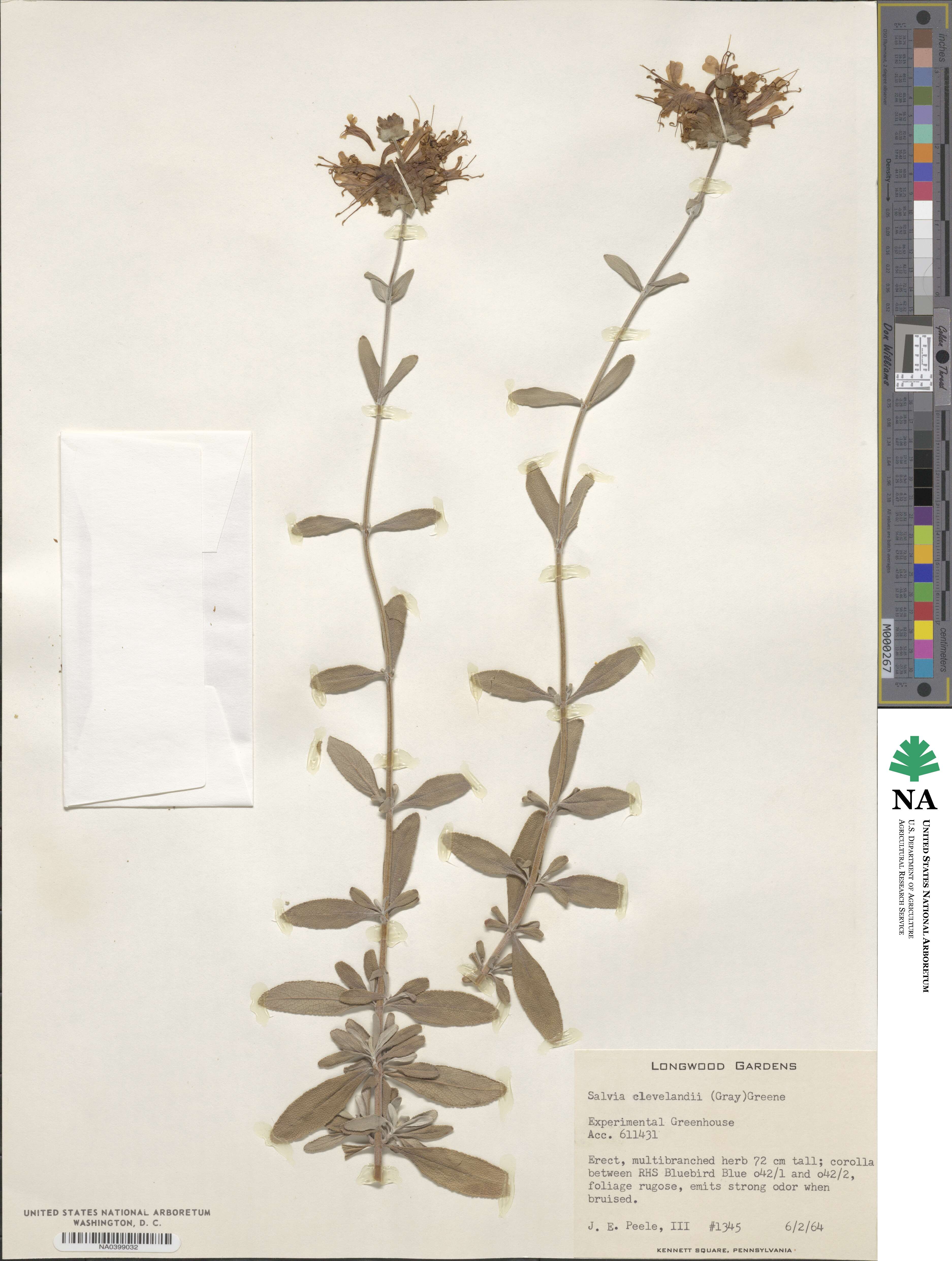 Salvia clevelandii image