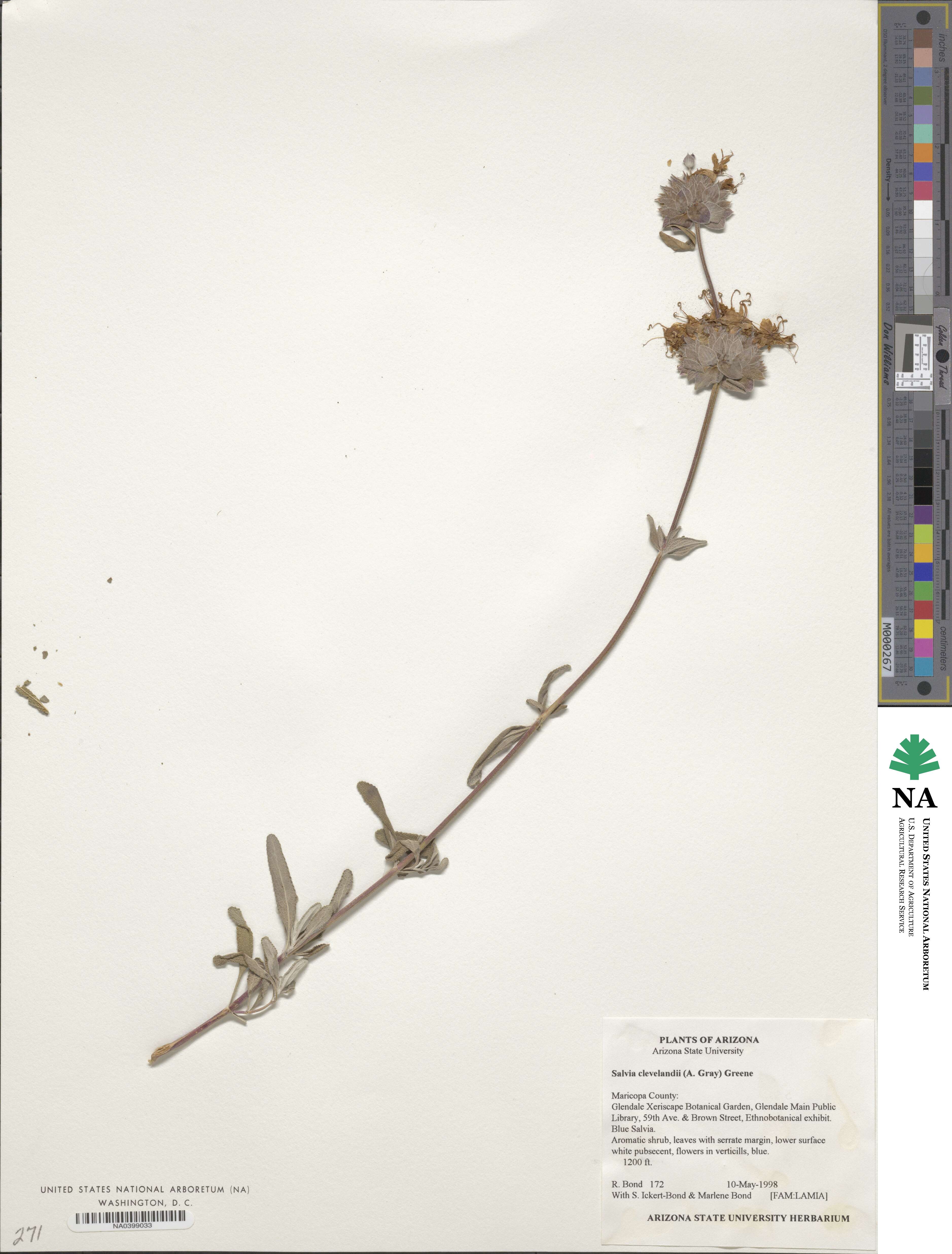Salvia clevelandii image