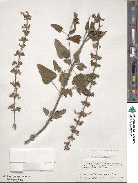 Salvia coccinea image