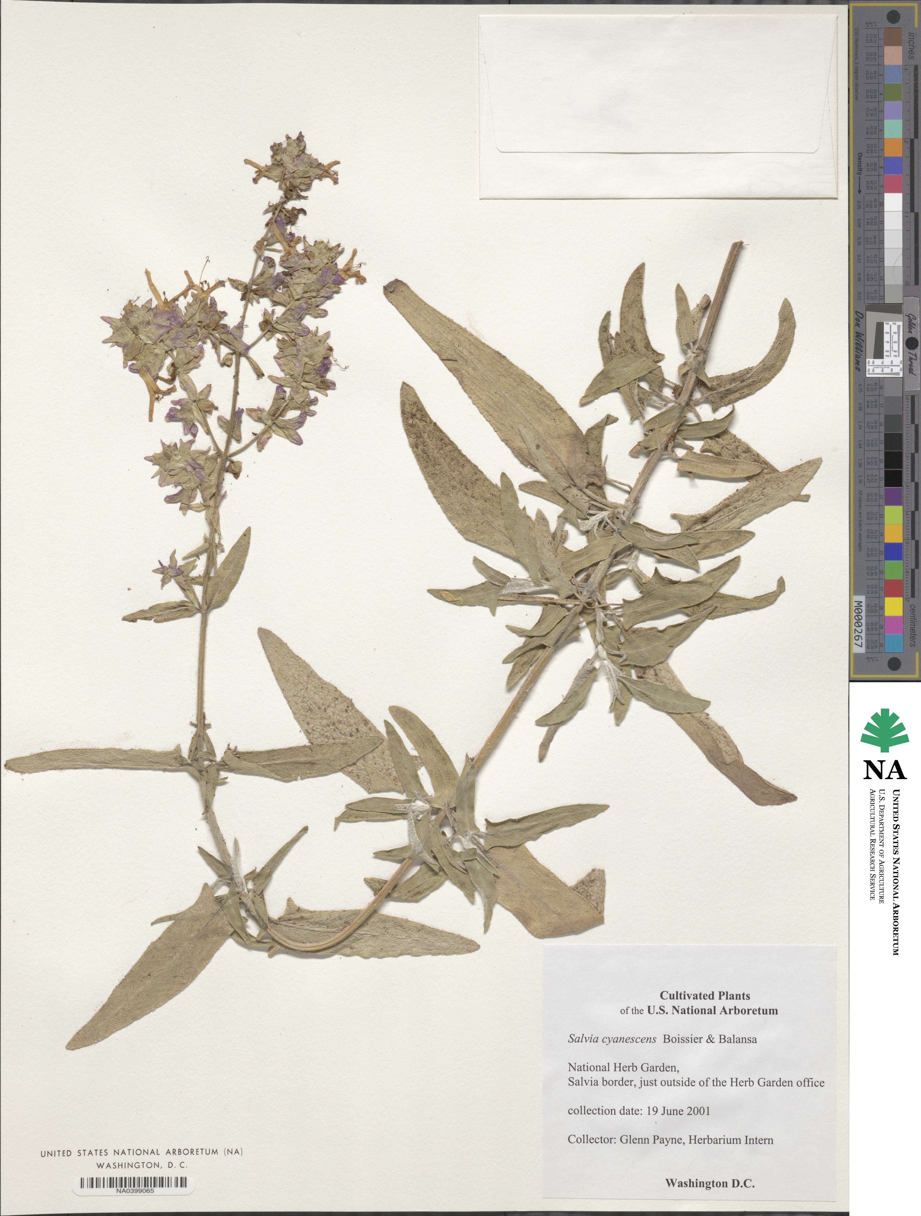 Salvia cyanescens image