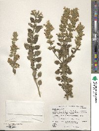 Salvia aethiopis image