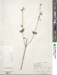 Salvia guaranitica image