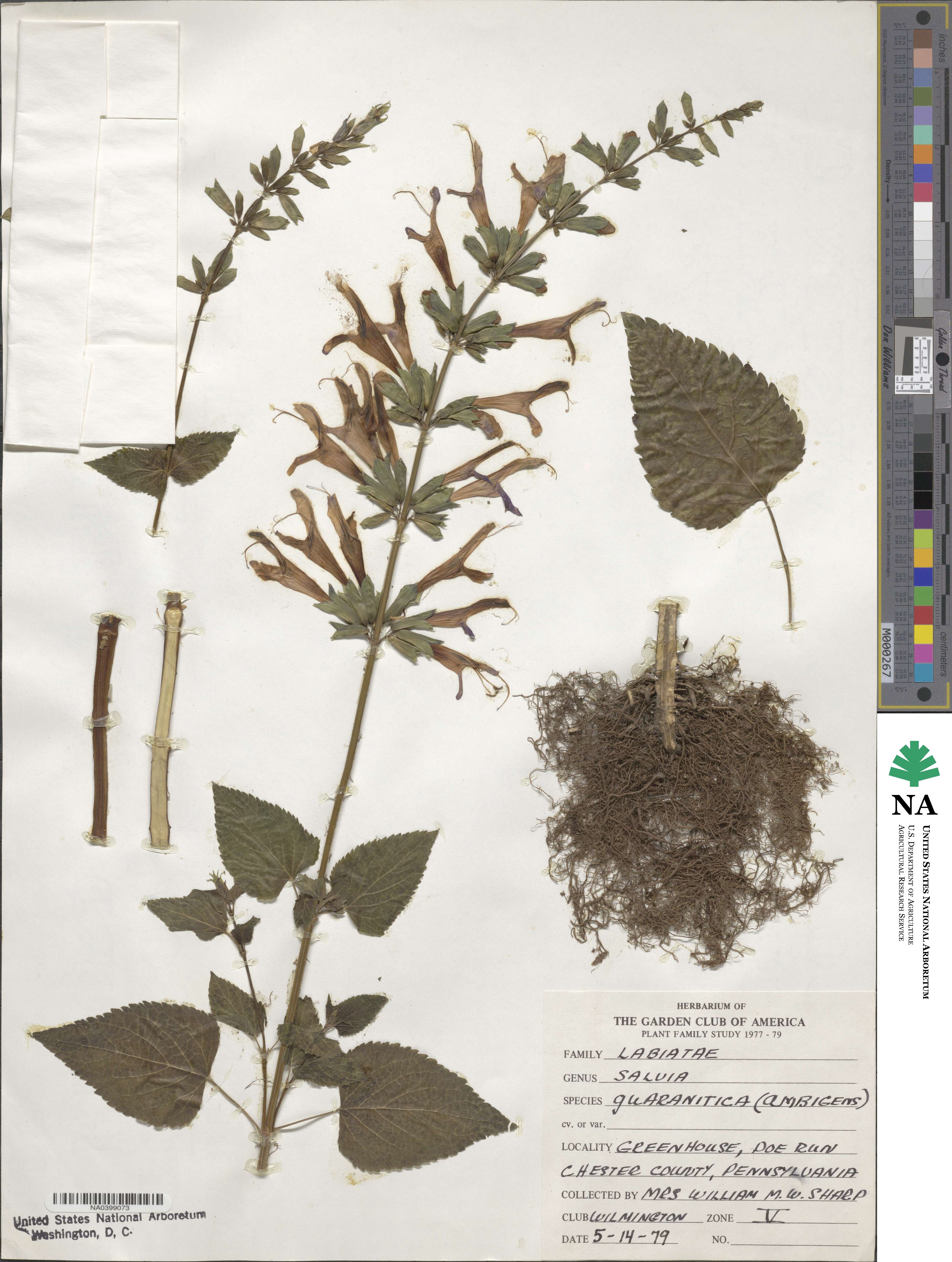Salvia guaranitica image