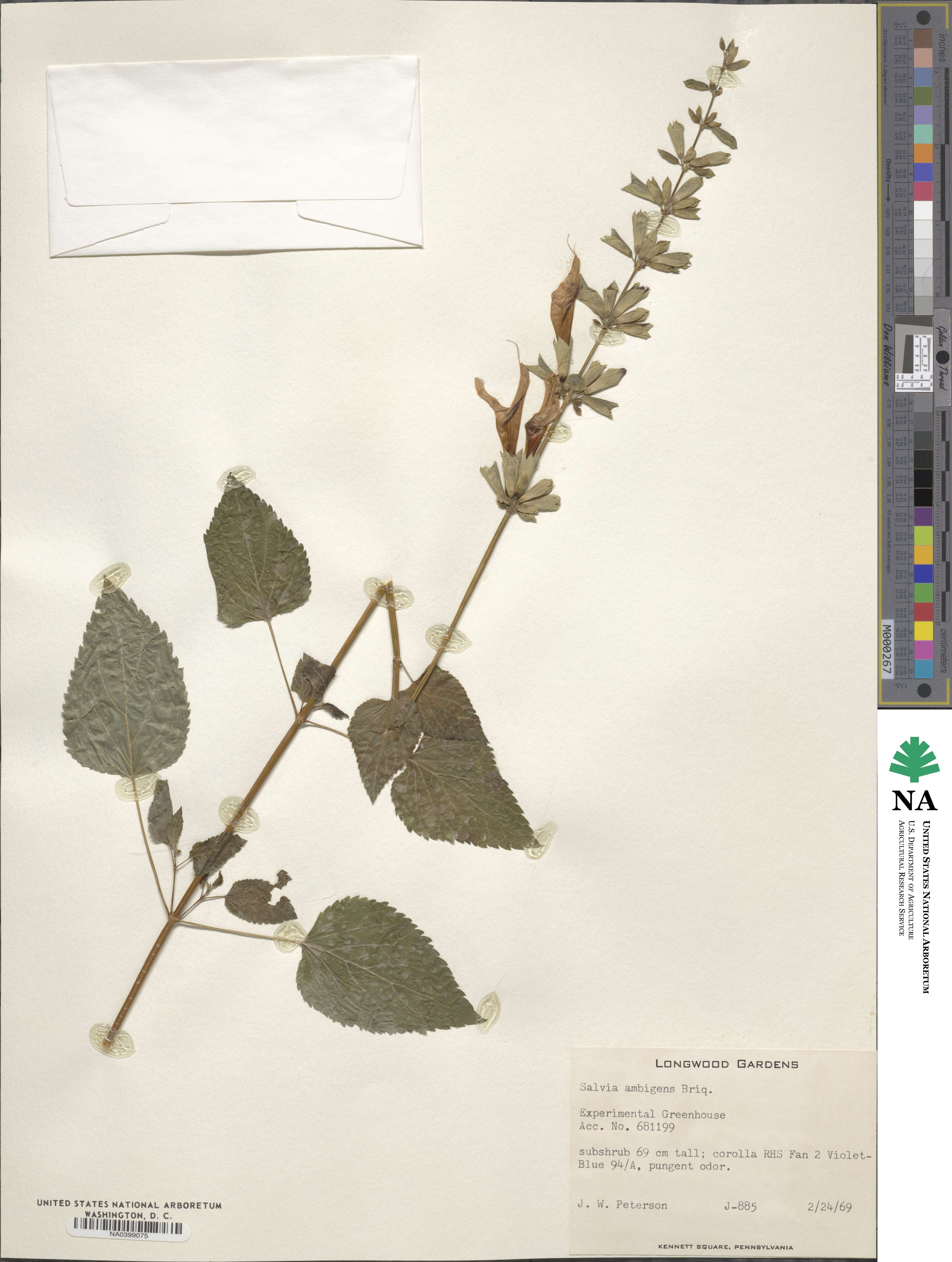 Salvia guaranitica image