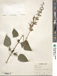 Salvia guaranitica image