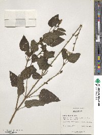 Salvia guaranitica image